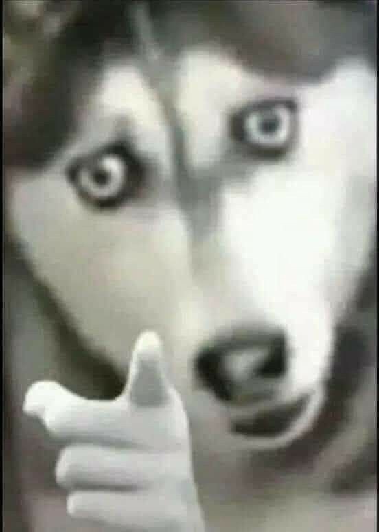 Dog pointing